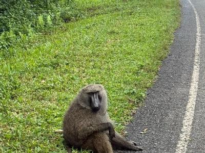 Dzień 3 - Uganda - Park Narodowy Murchison Falls